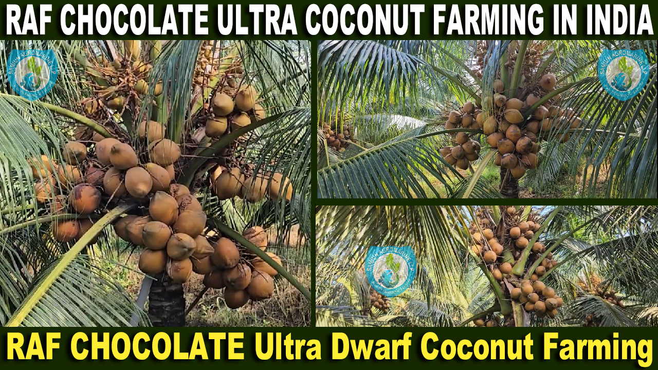 RAF Ultra CHOCOLATE Dwarf Coconut Farming